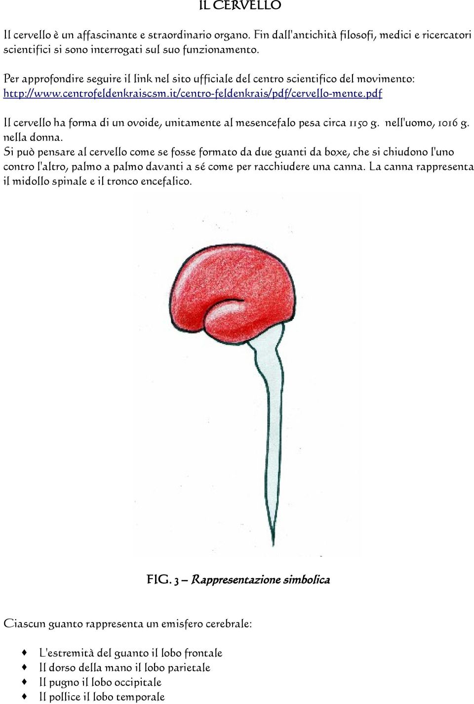 pdf Il cervello ha forma di un ovoide, unitamente al mesencefalo pesa circa 1150 g. nell'uomo, 1016 g. nella donna.