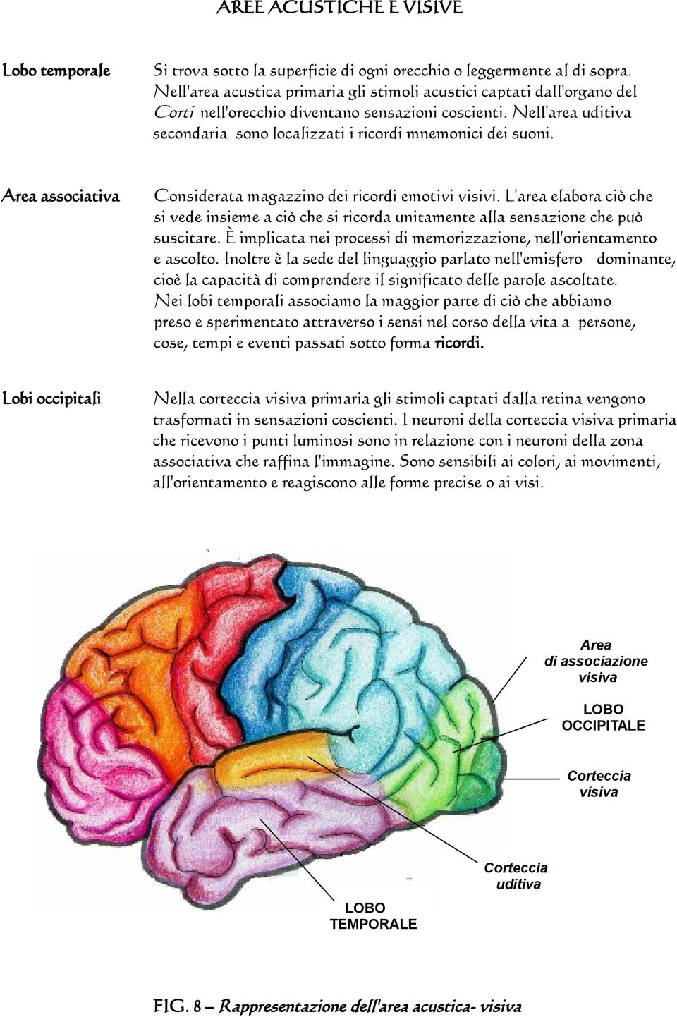 Nell'area uditiva secondaria sono localizzati i ricordi mnemonici dei suoni. Area associativa Considerata magazzino dei ricordi emotivi visivi.