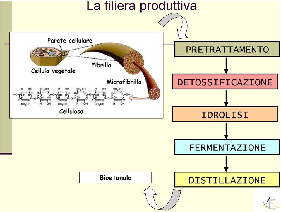 DETOSSIFICAZIONE IDROLISI