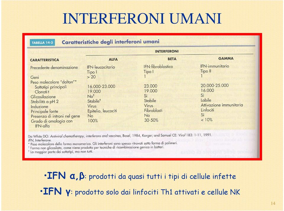 cellule infette IFN γ: prodotto