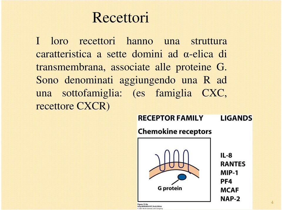 transmembrana, associate alle proteine G.