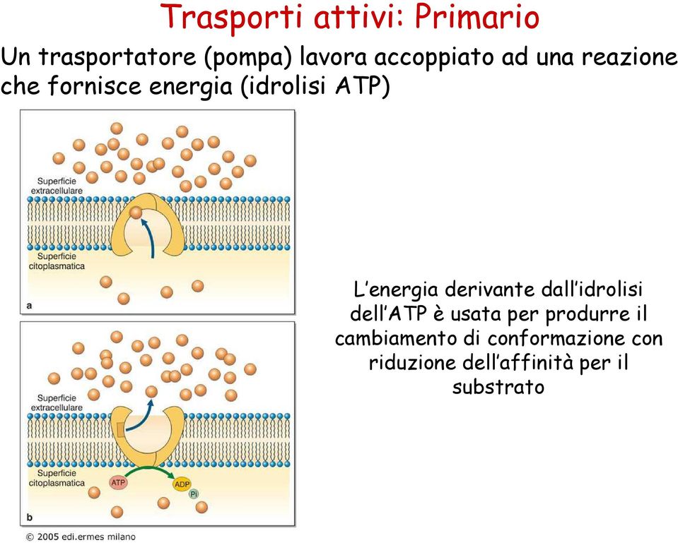 energia derivante dall idrolisi dell ATP è usata per produrre il