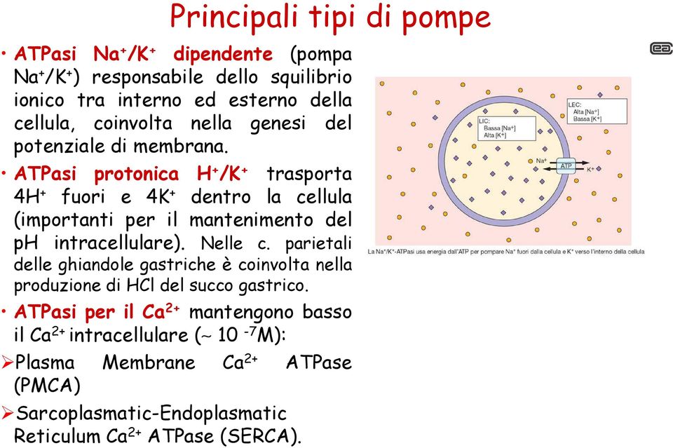ATPasi protonica H + /K + trasporta 4H + fuori e 4K + dentro la cellula (importanti per il mantenimento del ph intracellulare). Nelle c.