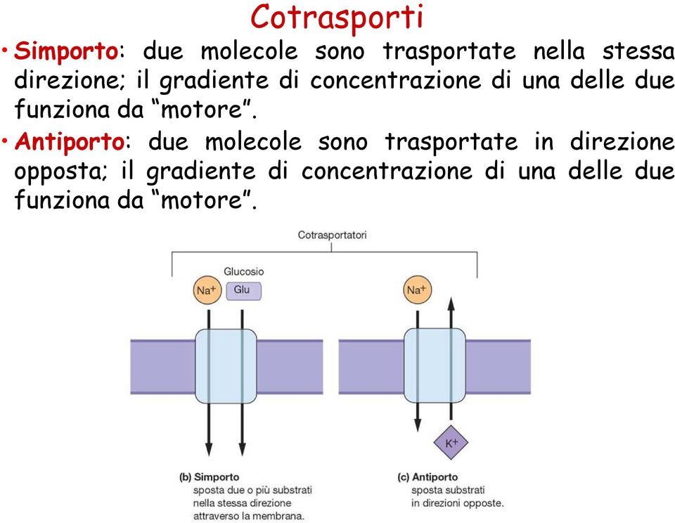 da motore.