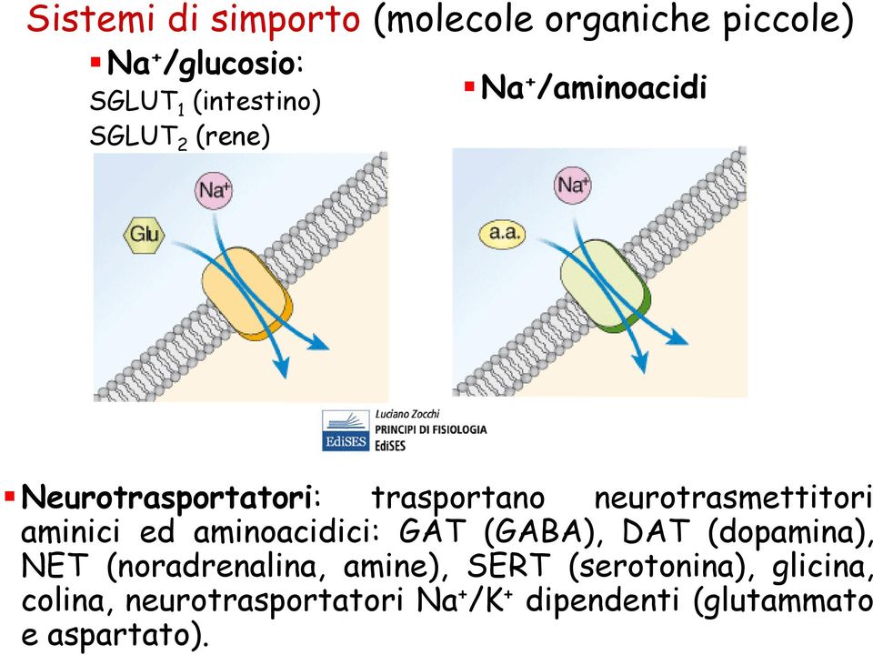 aminici ed aminoacidici: GAT (GABA), DAT (dopamina), NET (noradrenalina, amine), SERT