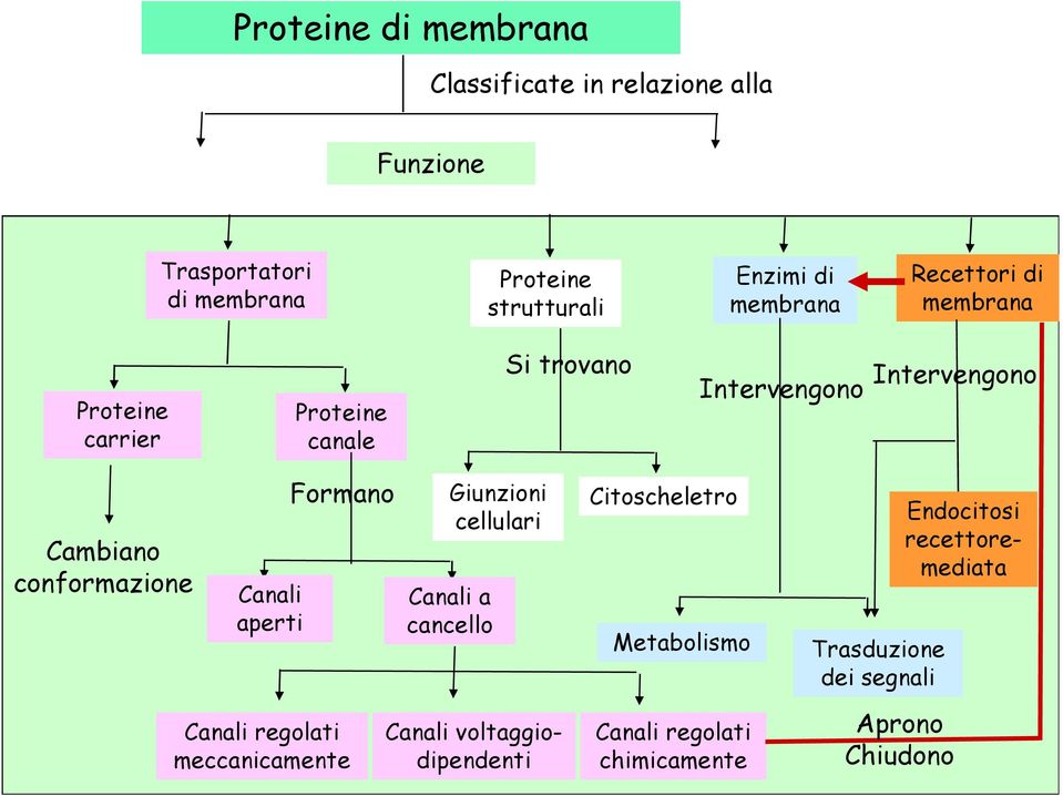 conformazione Canali aperti Formano Canali regolati meccanicamente Giunzioni cellulari Canali a cancello Canali