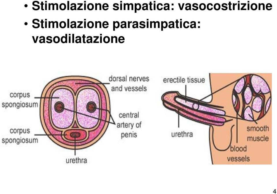 vasocostrizione  para