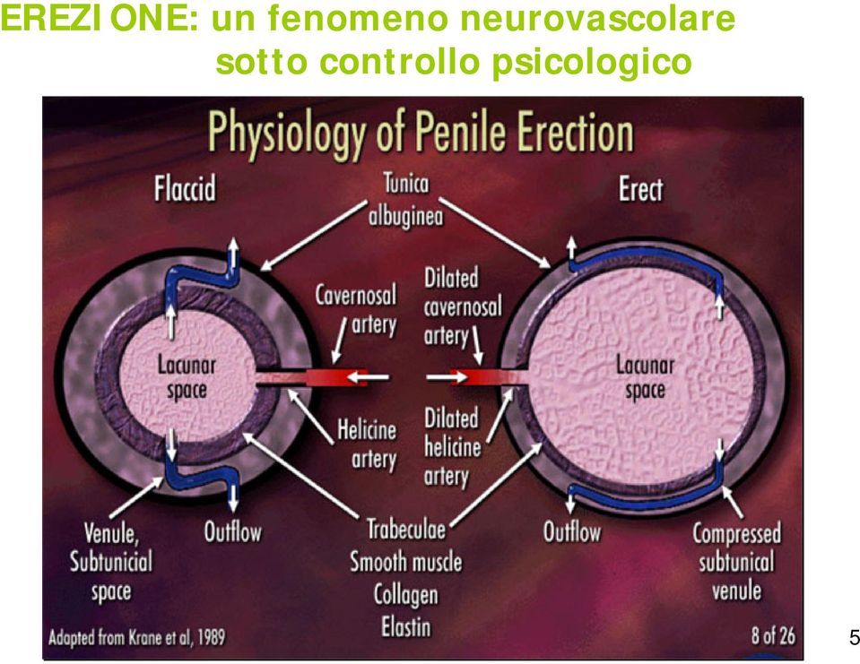 neurovascolare