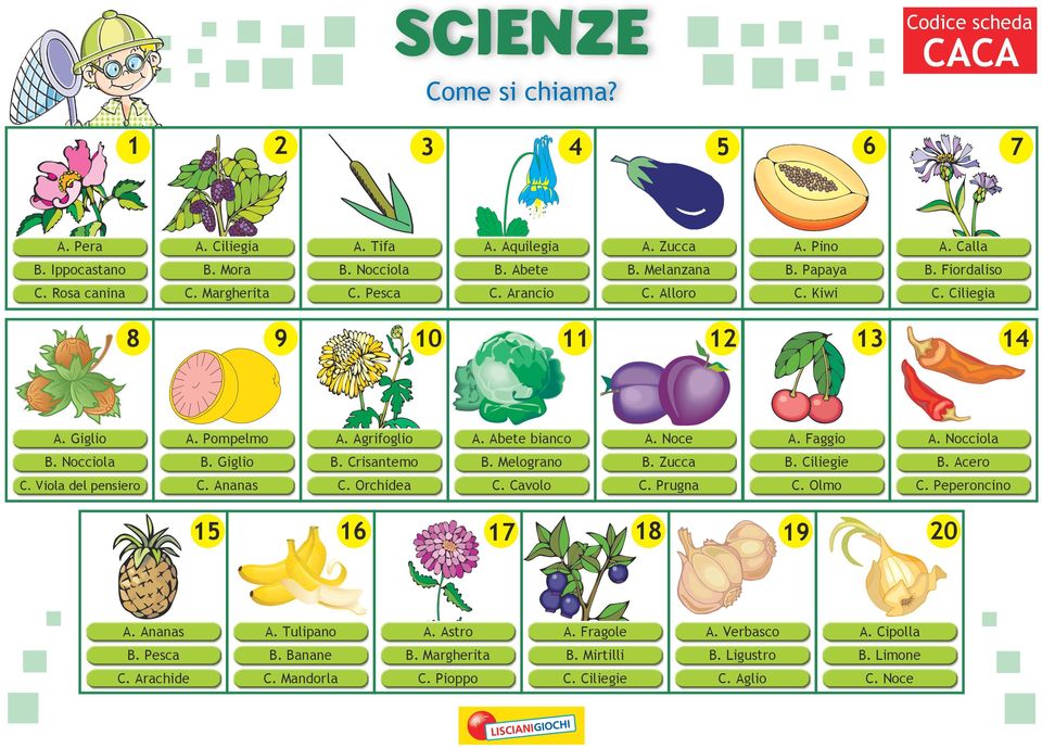 Nocciola B. Giglio B. Crisantemo B. Melograno B. Zucca B. Ciliegie B. Acero C. Viola del pensiero C. Ananas C. Orchidea C. Cavolo C. Prugna C. Olmo C. Peperoncino 5 6 7 0 A.