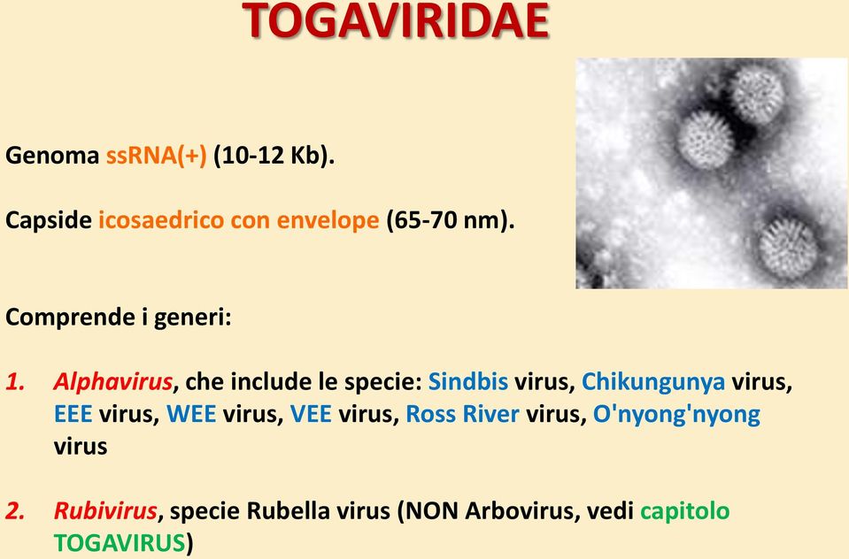 Alphavirus, che include le specie: Sindbis virus, Chikungunya virus, EEE virus,