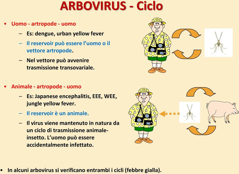 Animale - artropode - uomo Es: Japanese encephalitis, EEE, WEE, jungle yellow fever. Il reservoir è un animale.