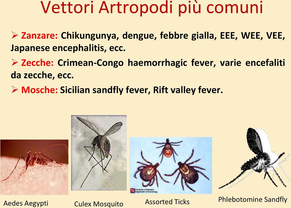 Zecche: Crimean-Congo haemorrhagic fever, varie encefaliti da zecche, ecc.