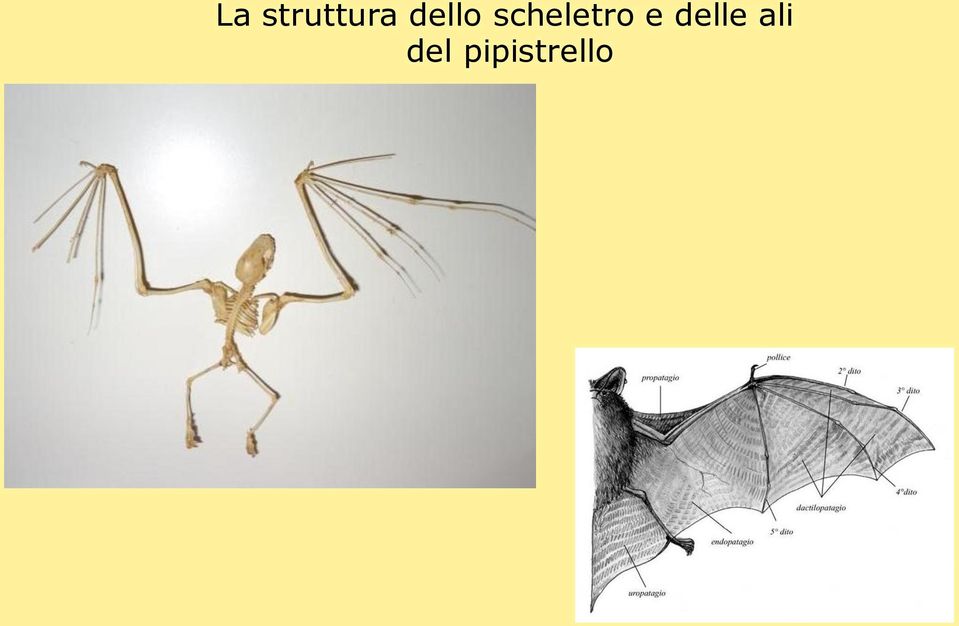 scheletro e