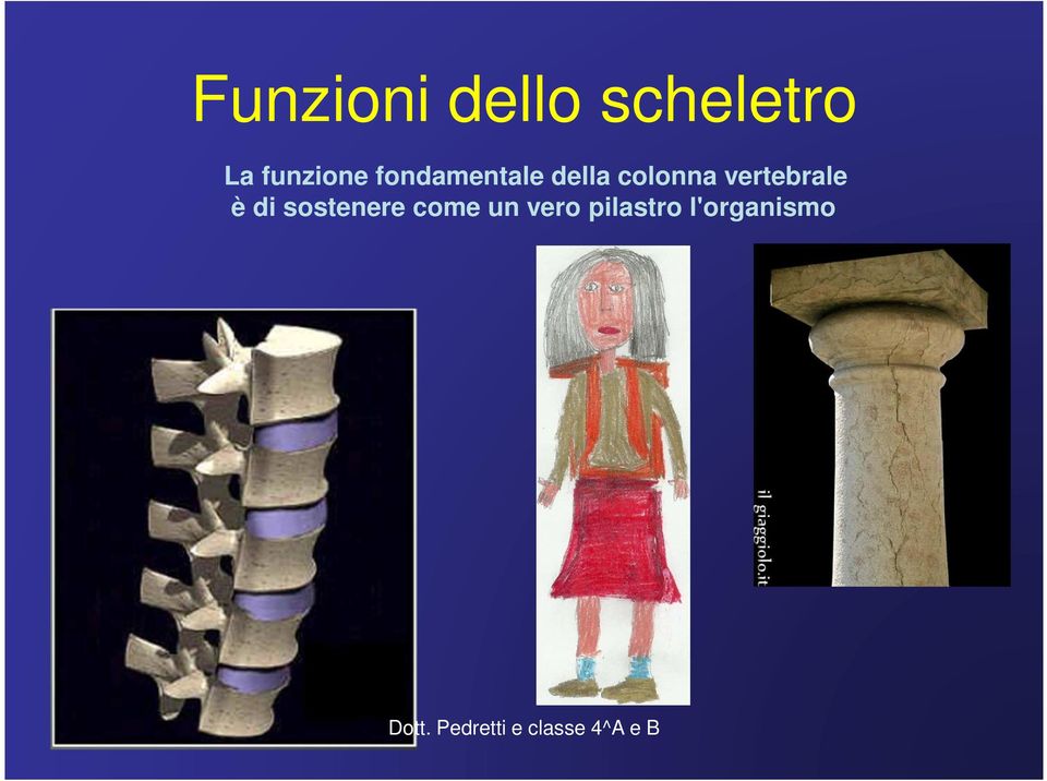 colonna vertebrale è di