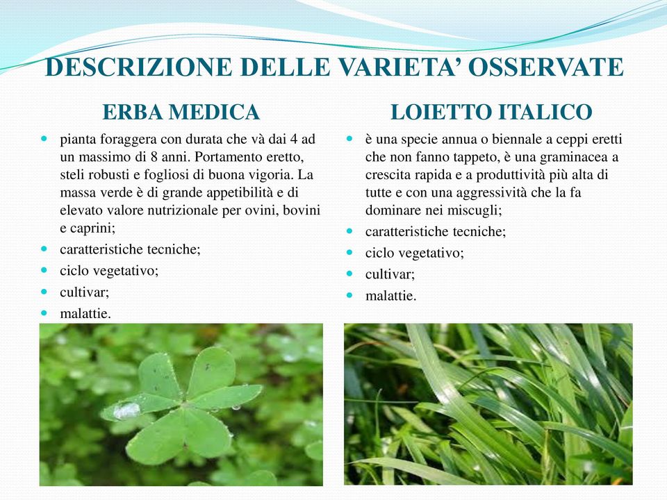 La massa verde è di grande appetibilità e di elevato valore nutrizionale per ovini, bovini e caprini; caratteristiche tecniche; ciclo vegetativo;