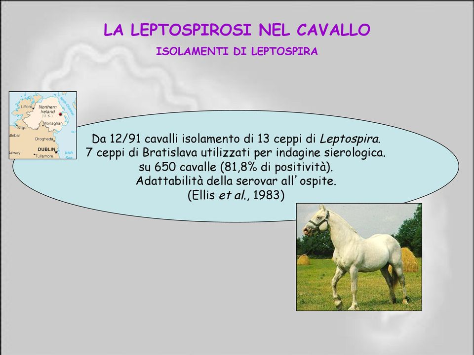 7 ceppi di Bratislava utilizzati per indagine sierologica.