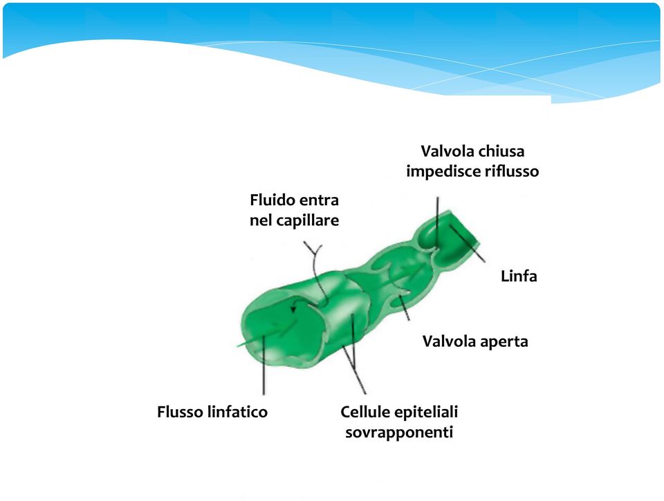 riflusso Linfa Valvola aperta