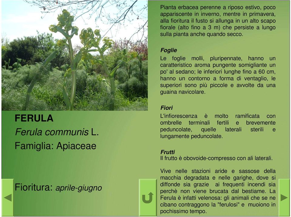 Le foglie molli, pluripennate, hanno un caratteristico aroma pungente somigliante un po' al sedano; le inferiori lunghe fino a 60 cm, hanno un contorno a forma di ventaglio, le superiori sono più