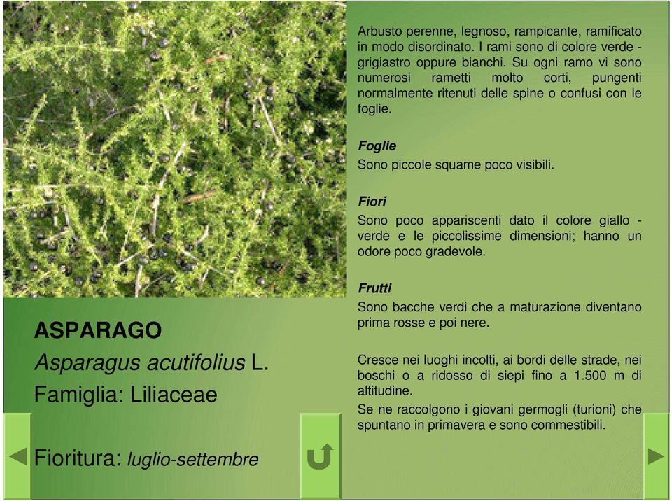 Sono poco appariscenti dato il colore giallo - verde e le piccolissime dimensioni; hanno un odore poco gradevole. ASPARAGO Asparagus acutifolius L.