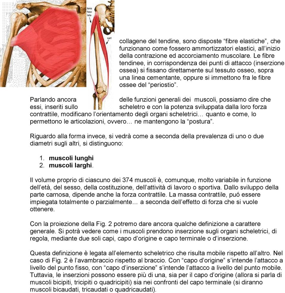 generali dei muscoli, possiamo dire che essi, inseriti sullo scheletro e con la potenza sviluppata dalla loro forza contrattile, modificano l orientamento degli organi scheletrici quanto e come, lo