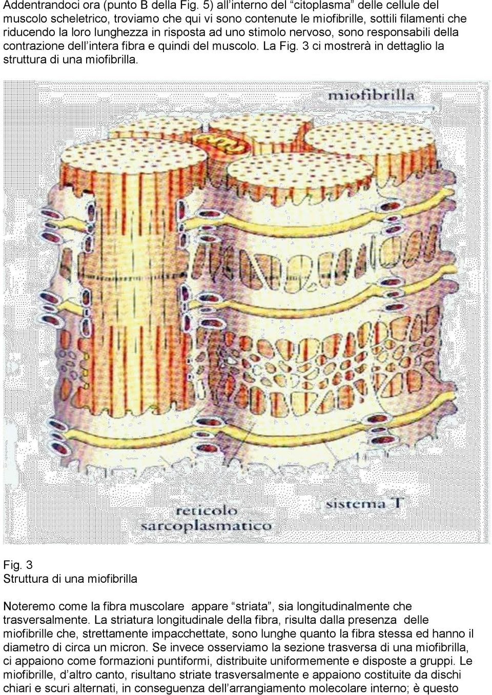 Struttura di una miofibrilla Noteremo come la fibra muscolare appare striata, sia longitudinalmente che trasversalmente La striatura longitudinale della fibra, risulta dalla presenza delle