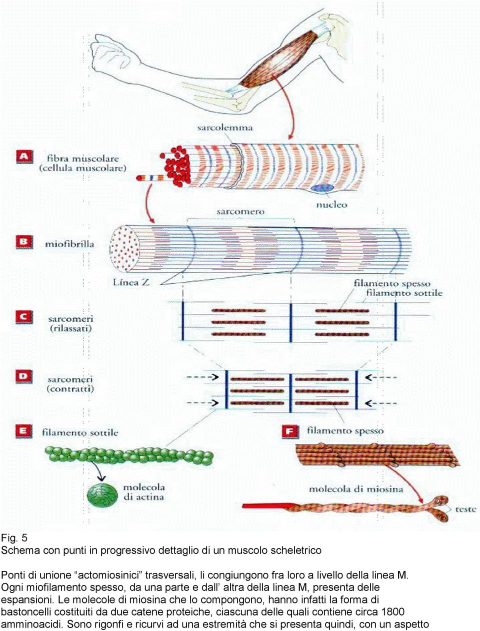 espansioni Le molecole di miosina che lo compongono, hanno infatti la forma di bastoncelli costituiti da due catene proteiche,