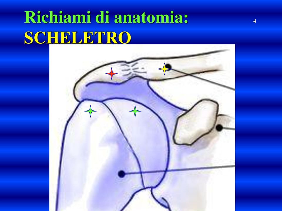 anatomia: