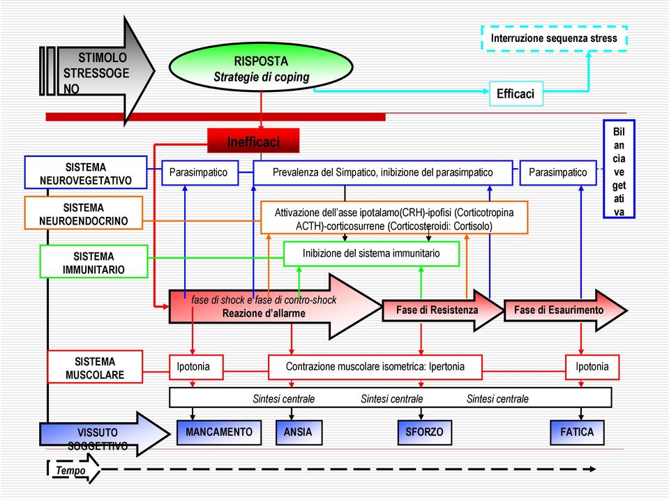 ve get ati va SISTEMA IMMUNITARIO Inibizione del sistema immunitario fase di shock e fase di contro-shock Reazione d allarme Fase di Resistenza Fase di Esaurimento SISTEMA