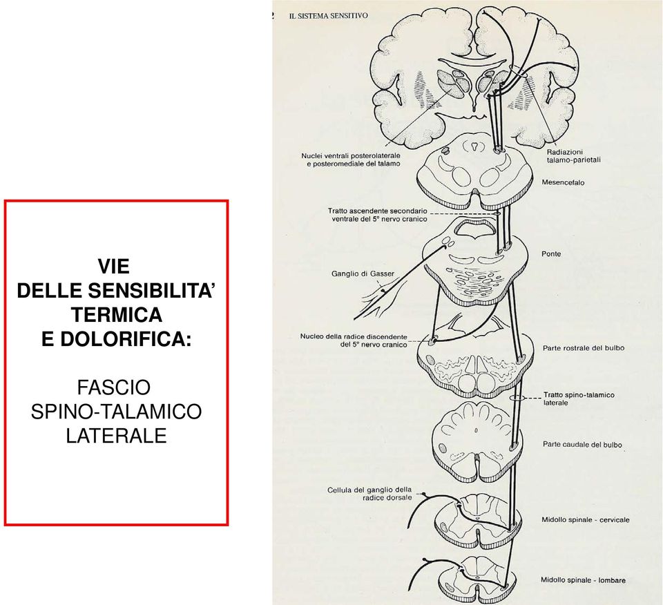 TERMICA E