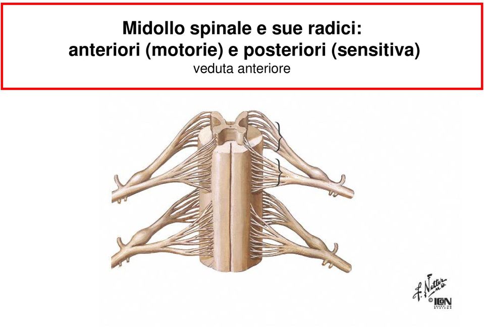 (motorie) e posteriori