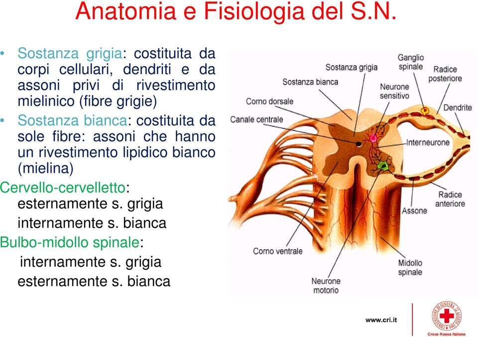 mielinico (fibre grigie) Sostanza bianca: costituita da sole fibre: assoni che hanno un