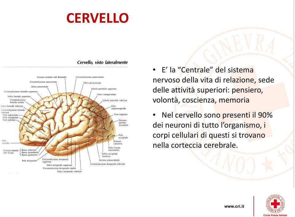 cervello sono presenti il 90% Nel cervello sono presenti il 90% dei neuroni