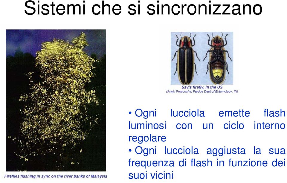 regolare Ogni lucciola aggiusta la sua