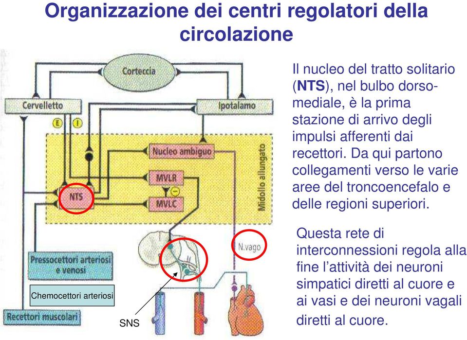 Da qui partono collegamenti verso le varie aree del troncoencefalo e delle regioni superiori.