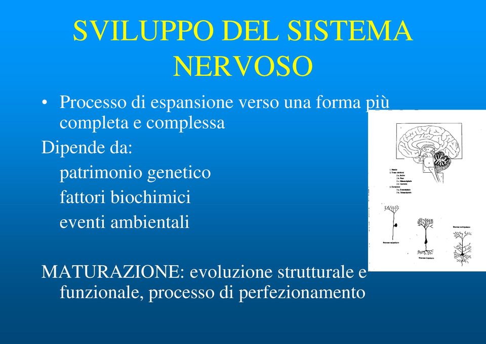 genetico fattori biochimici eventi ambientali MATURAZIONE: