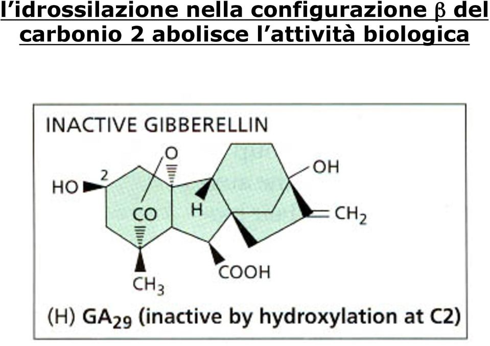 β del carbonio 2