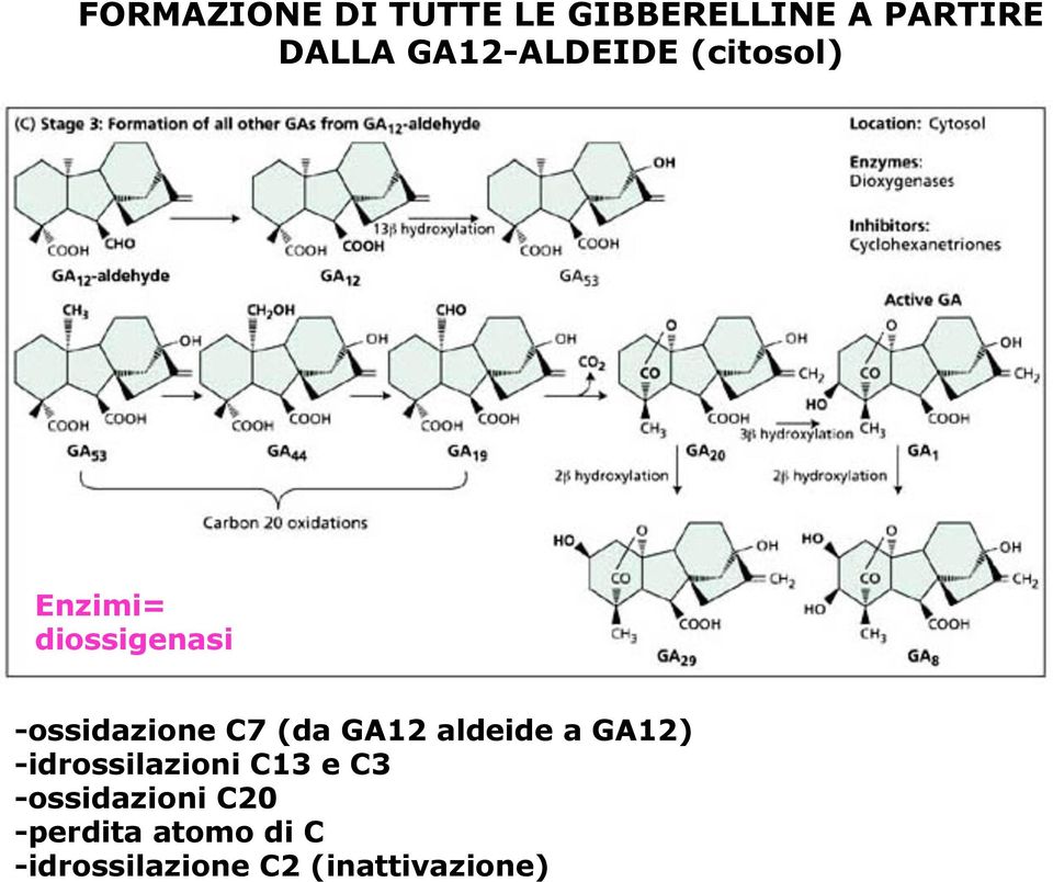 C7 (da GA12 aldeide a GA12) -idrossilazioni C13 e C3