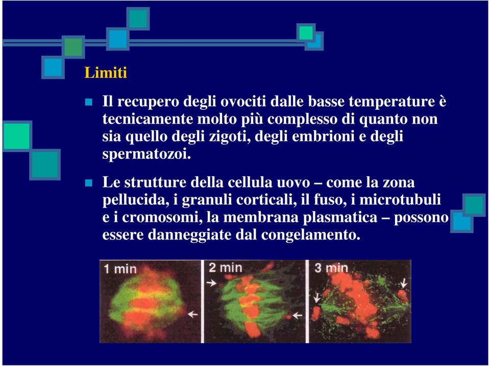 Le strutture della cellula uovo come la zona pellucida, i granuli corticali, il fuso, i