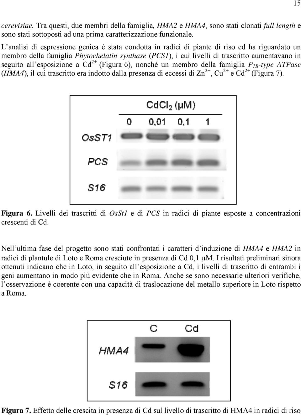 seguito all esposizione a Cd 2+ (Figura 6), nonché un membro della famiglia P 1B -type ATPase (HMA4), il cui trascritto era indotto dalla presenza di eccessi di Zn 2+, Cu 2+ e Cd 2+ (Figura 7).