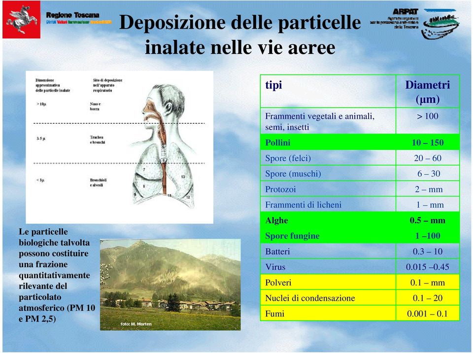 insetti Pollini Spore (felci) Spore (muschi) Protozoi Frammenti di licheni Alghe Spore fungine Batteri Virus Polveri