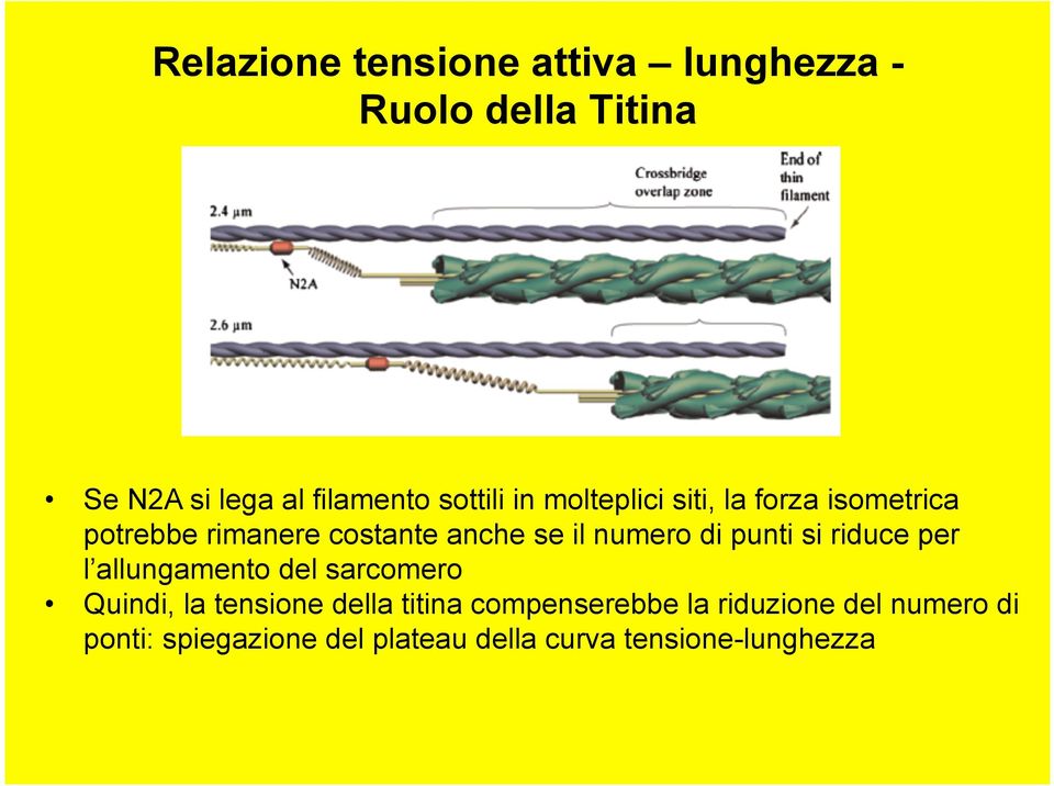 numero di punti si riduce per l allungamento del sarcomero Quindi, la tensione della titina