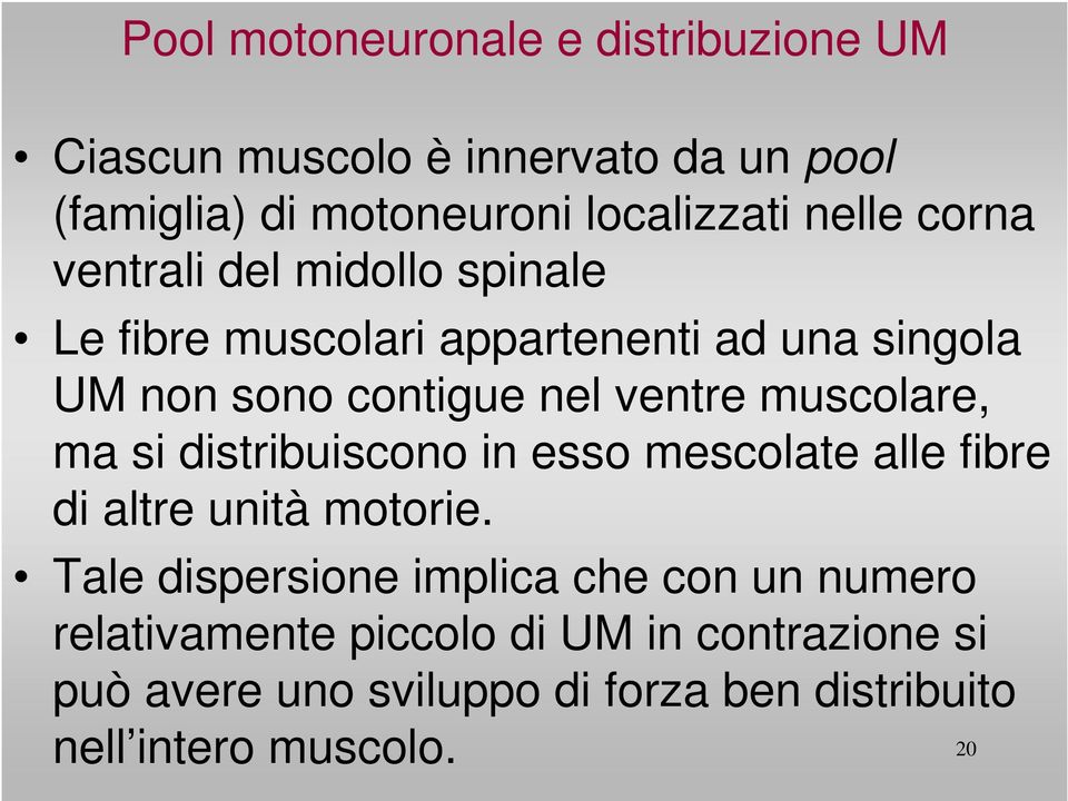 muscolare, ma si distribuiscono in esso mescolate alle fibre di altre unità motorie.