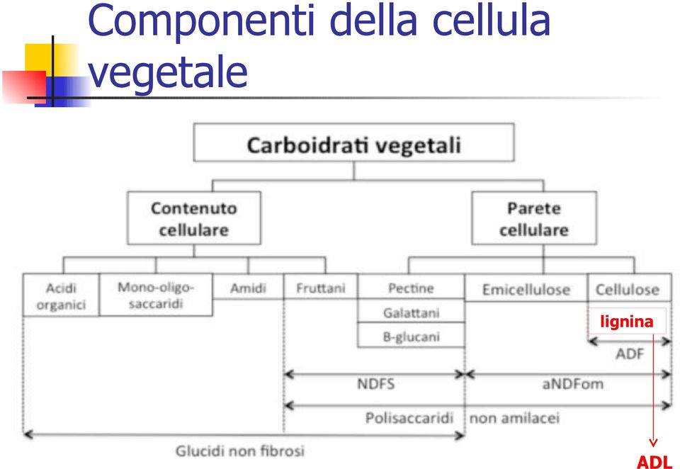 cellula