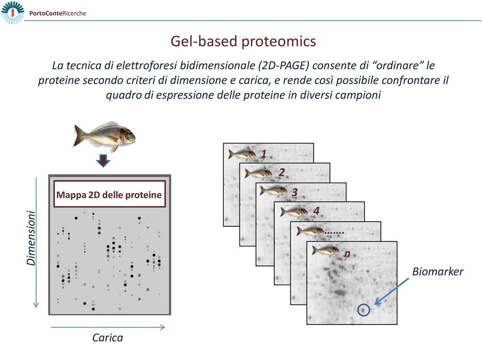 dimensione e carica, e rende così possibile confrontare il quadro di espressione