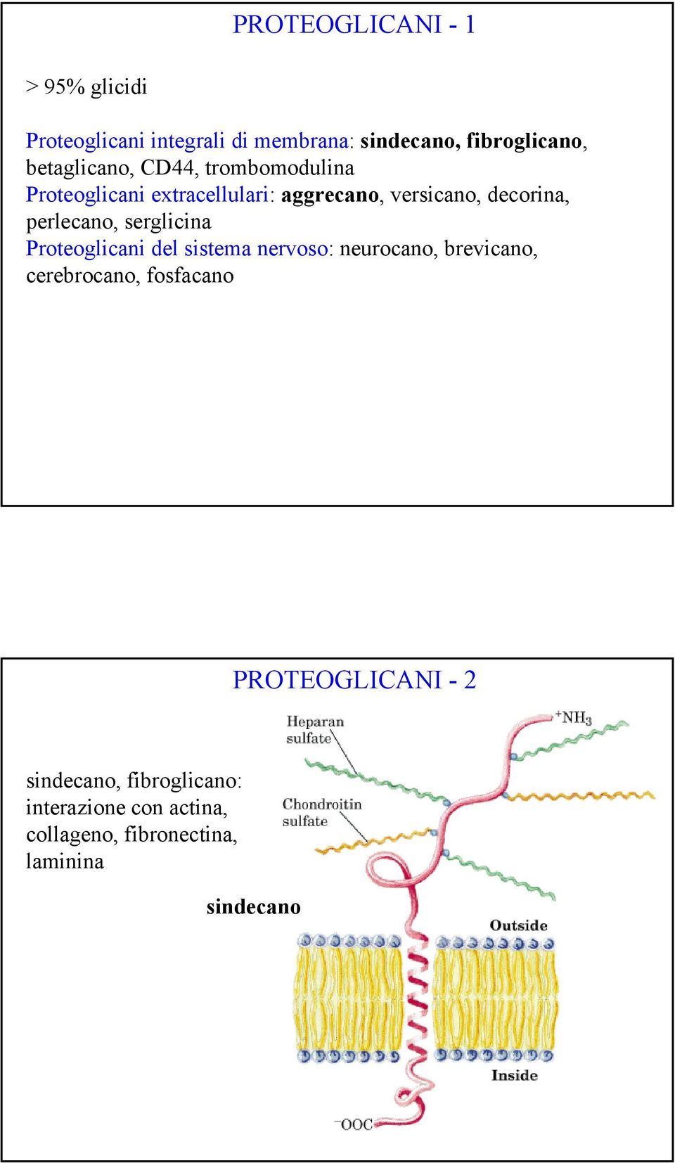 perlecano, serglicina Proteoglicani del sistema nervoso: neurocano, brevicano, cerebrocano,