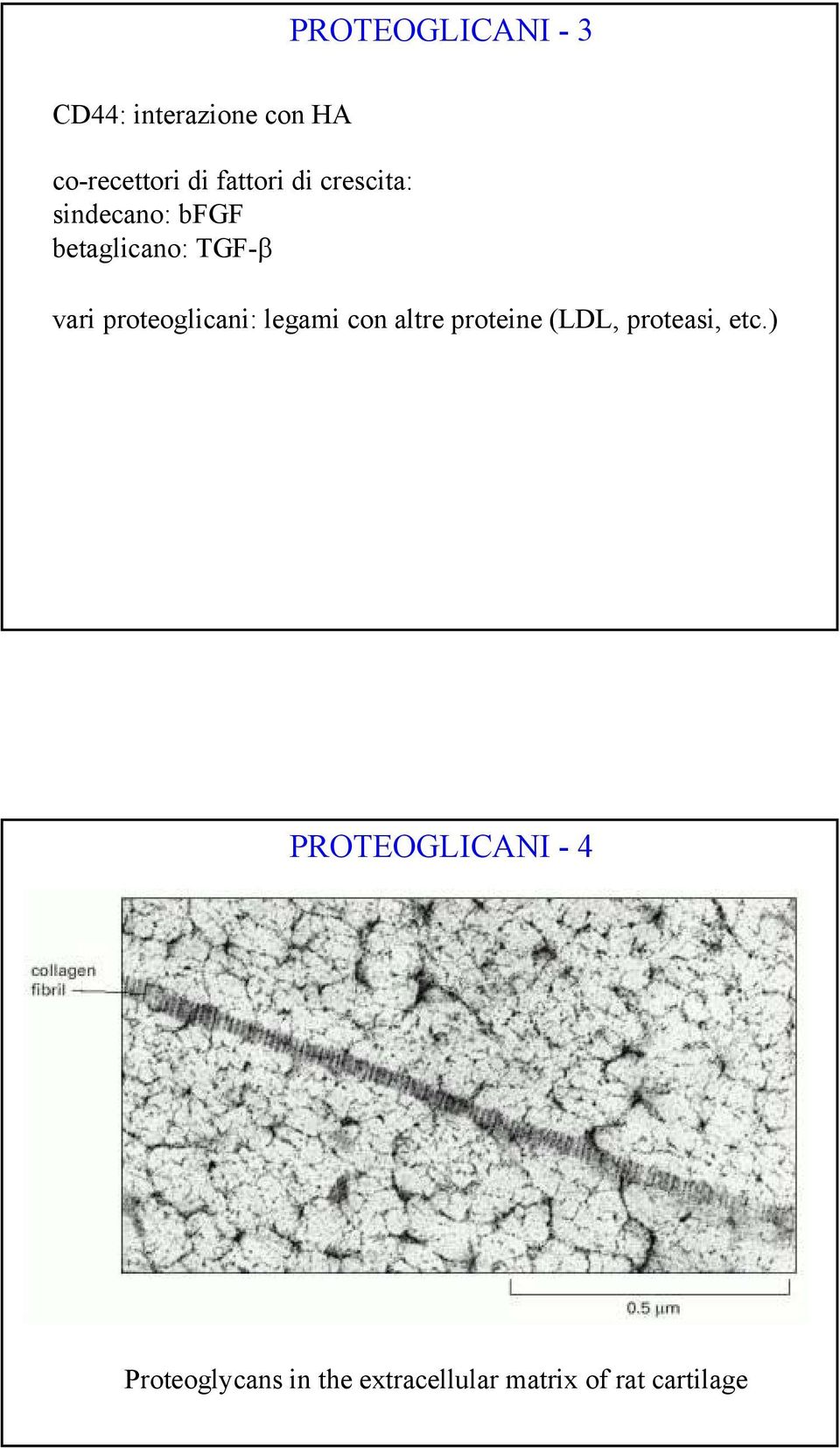 proteoglicani: legami con altre proteine (LDL, proteasi, etc.