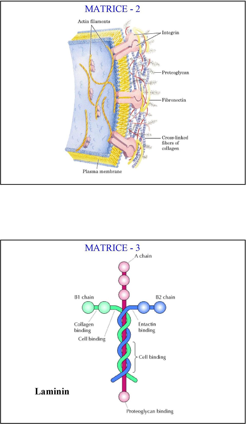 Laminin