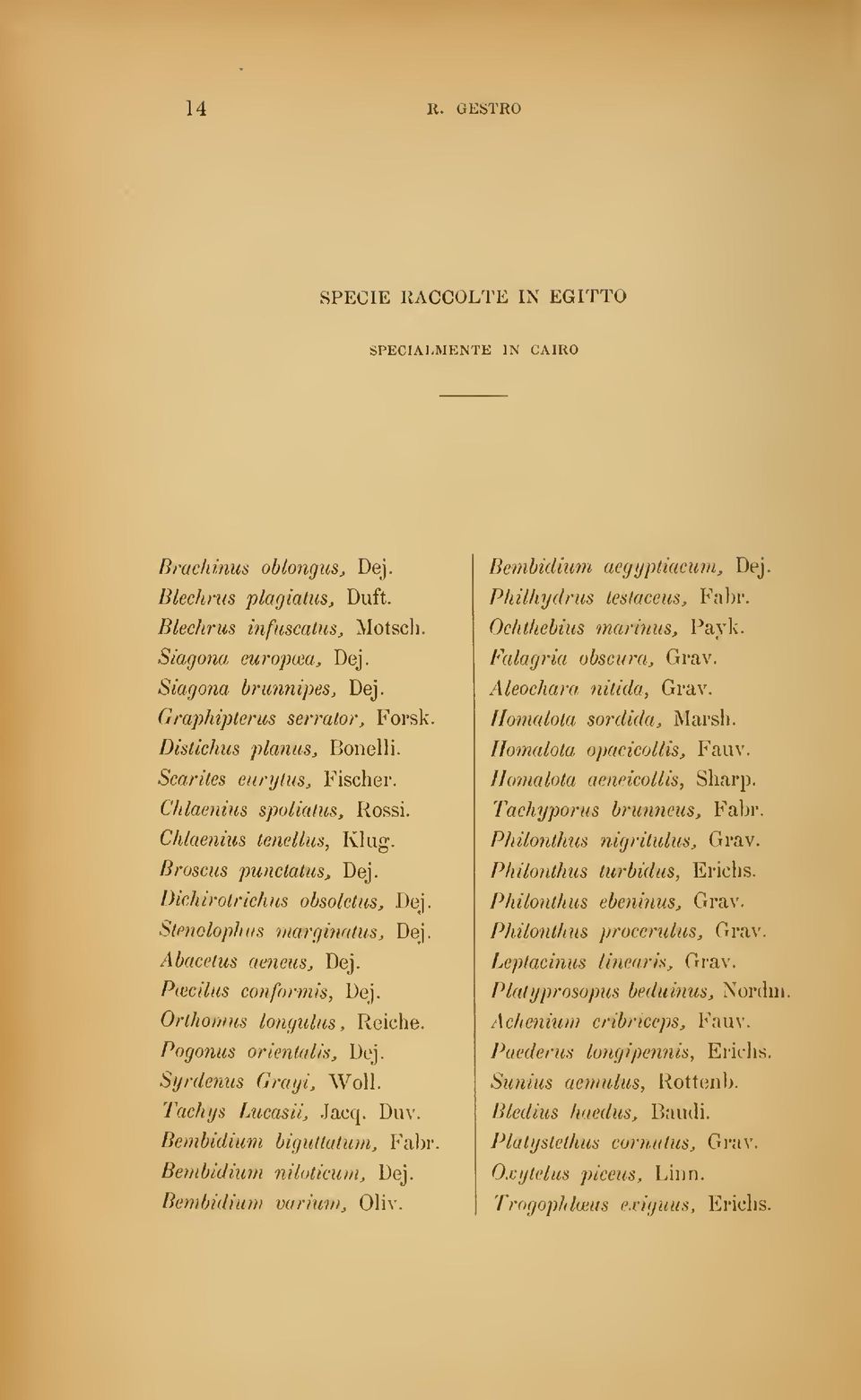 Stencloplms margiiialus, Dej. Abacetus aeneus, Dej. PiBcilus conformis, Dej. Orthomus longulus, Reiche. Pogonus orientaus, Dej. Syrdemis Gragi, Woll. Tachys Lucasii, Jacq. Duv.