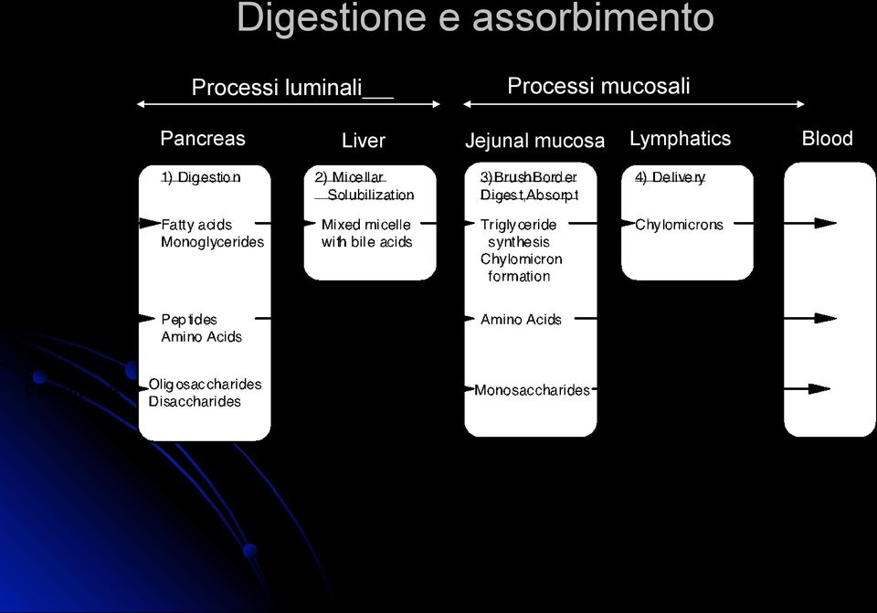 mucosali Pancreas Liver