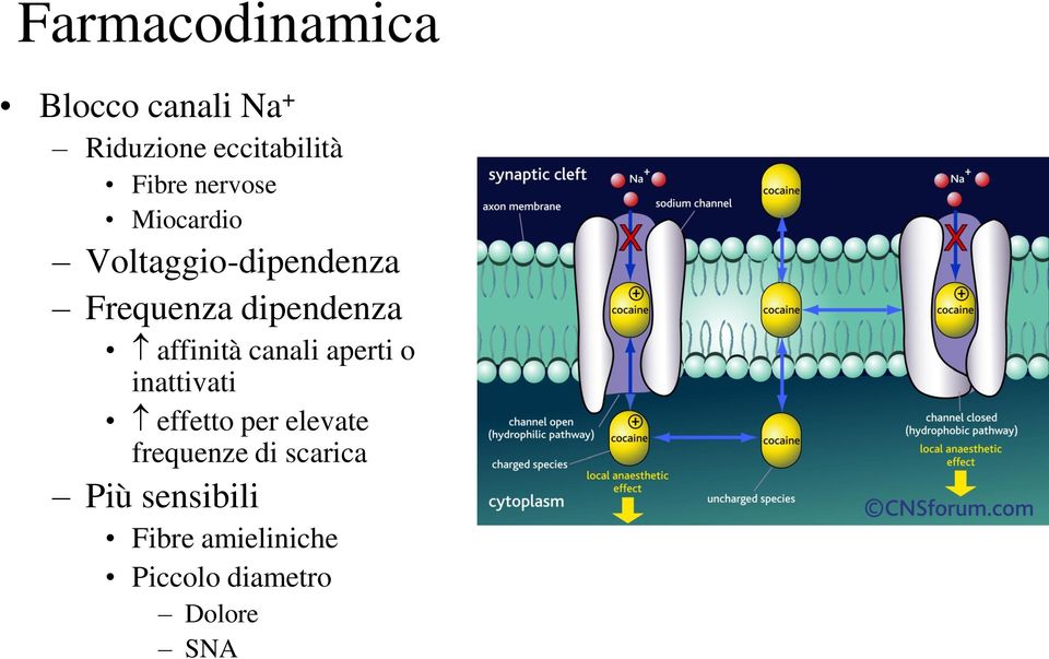 affinità canali aperti o inattivati effetto per elevate